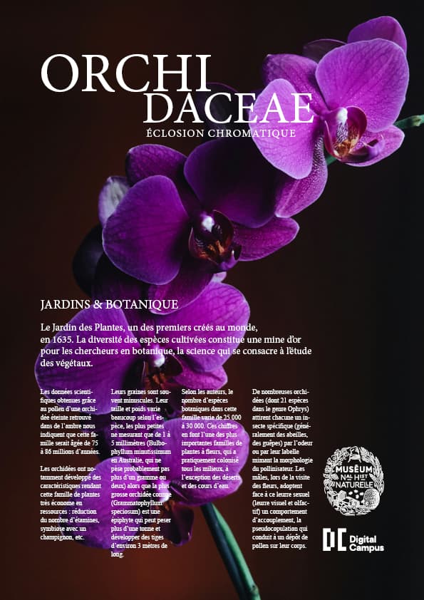 orchidee lauric 1
