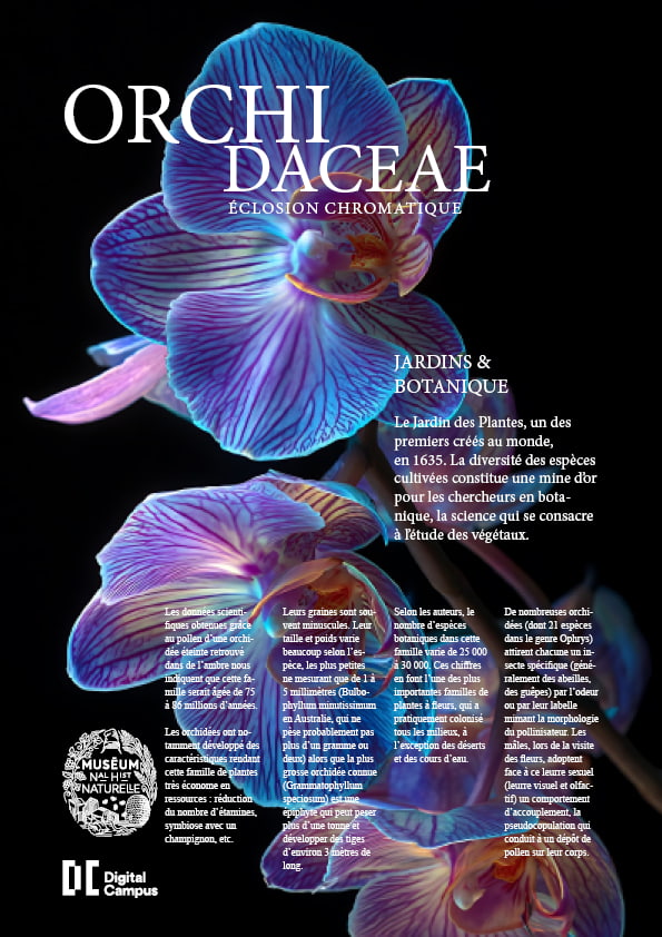 orchidee lauric 3